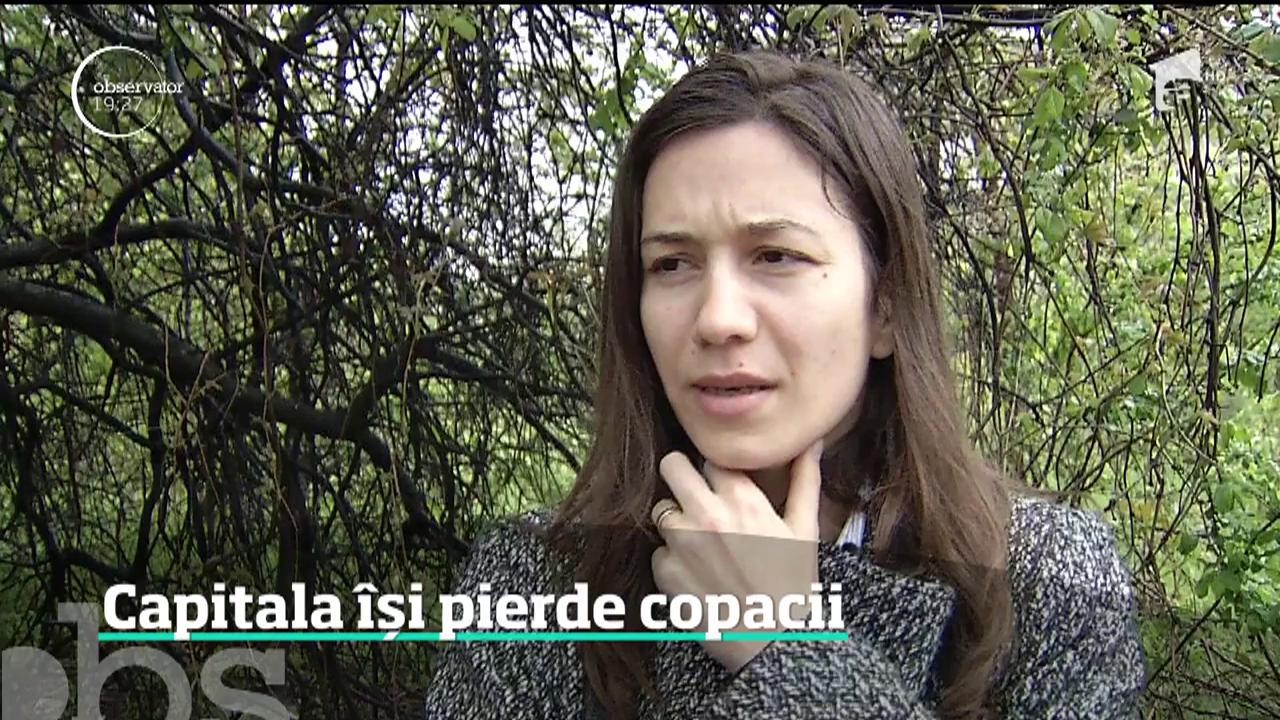 Capitala riscă să răm&acirc;nă fără arbori! Toaletarea copacilor se face haotic