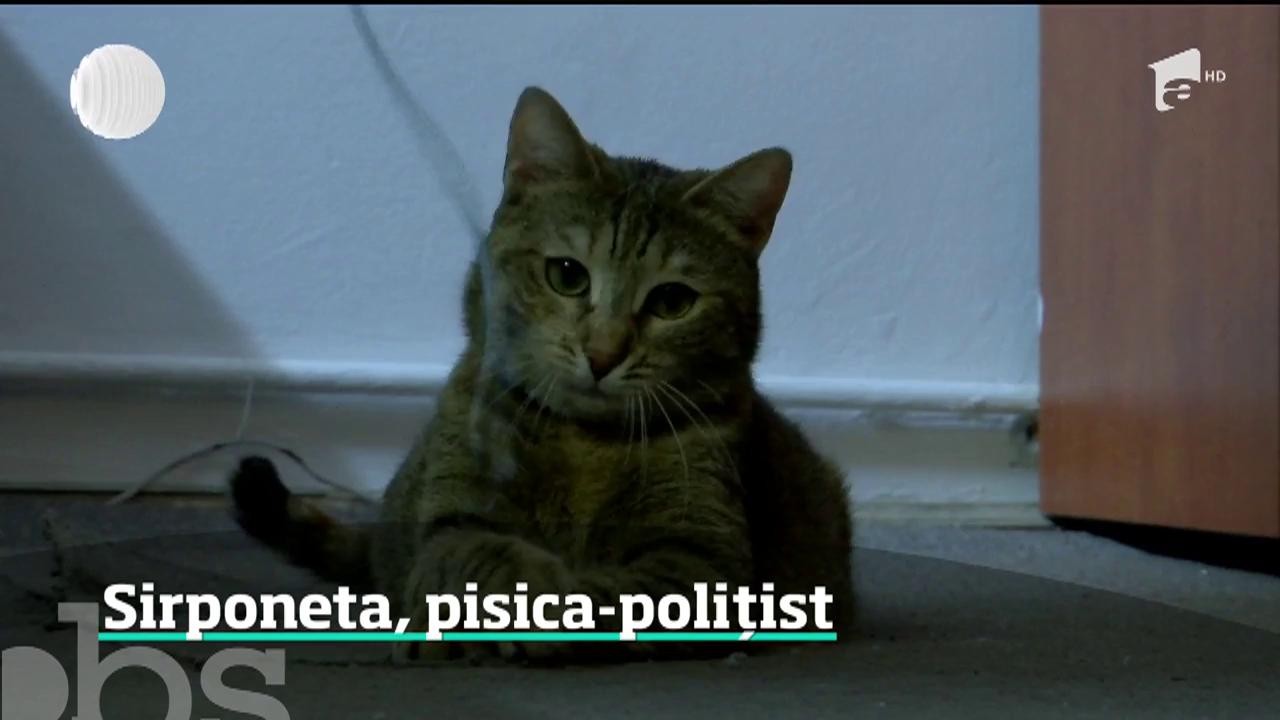 Exista si pisici-politist! Sirponeta este m&acirc;ndria Politiei Capitalei
