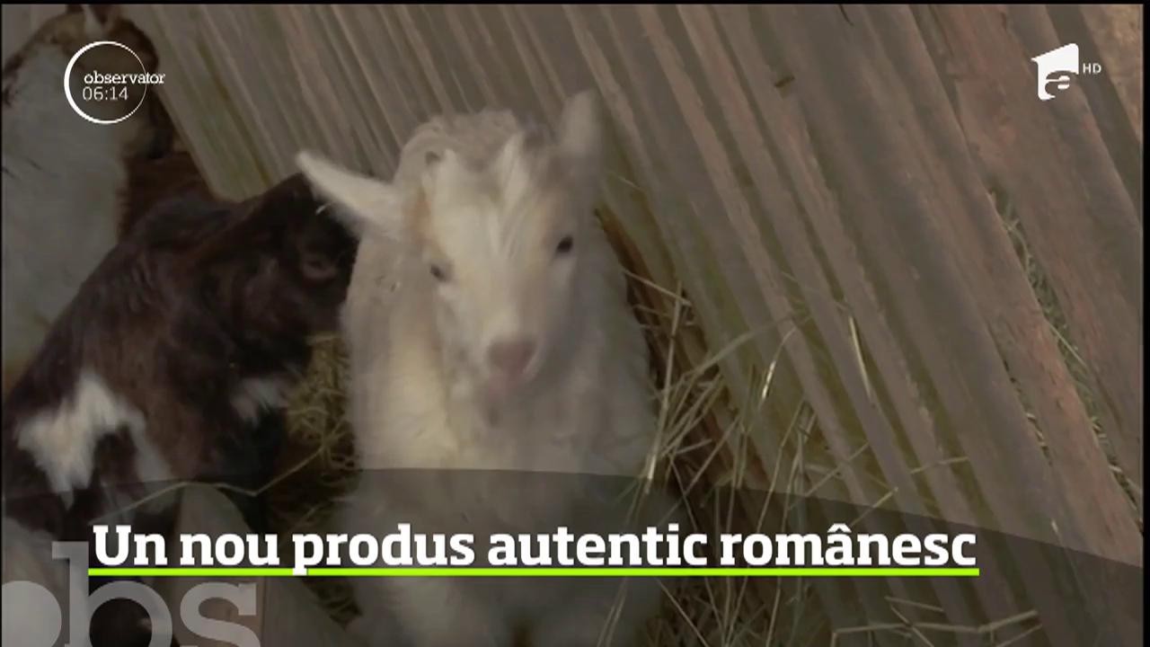 Br&acirc;nza de capră din Stejaru, un nou produs autentic rom&acirc;nesc