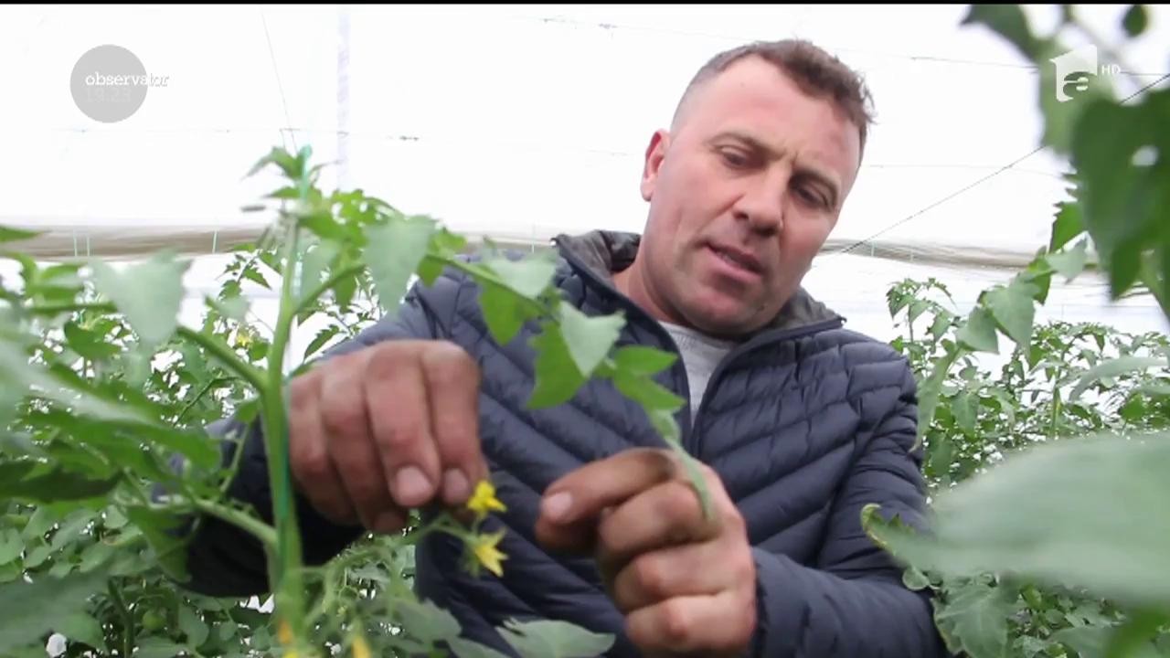 Legume tratate cu insecte, &icirc;n loc de pesticide. &Icirc;ntr-o seră din Buzău bondarii, păianjenii şi viespiile au grijă de recolta proprietarului