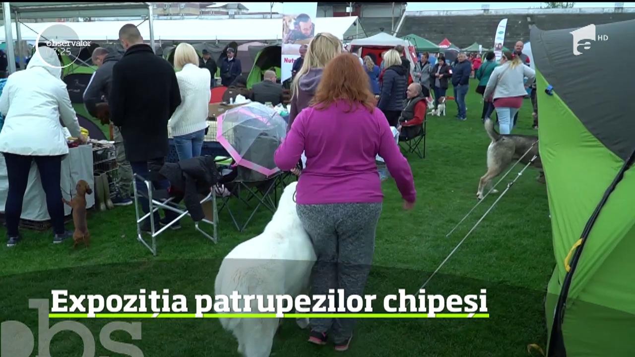 &Icirc;n Satu Mare, sute de c&acirc;ini de rasă au defilat prin faţa specialiştilor