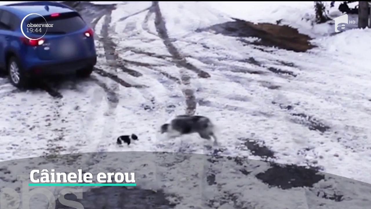 Chihuahua la un pas să fie călcat de o maşină, salvat  &icirc;ntr-un mod spectaculos de un c&acirc;ine mai mare
