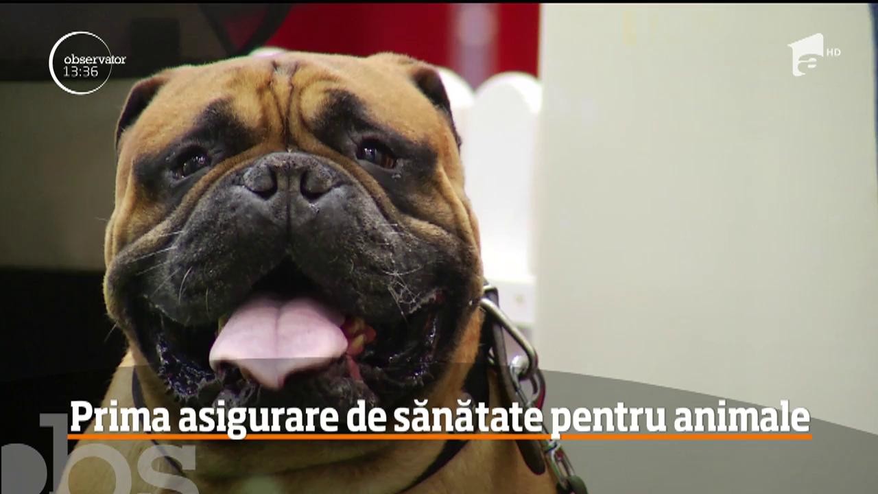 A fost lansată prima asigurare de sănătate pentru animale