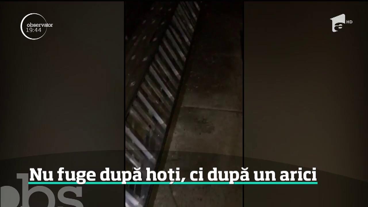 Misiune neobişnuită. Arici rătăcit, ghidat de un jandarm din Botoşani