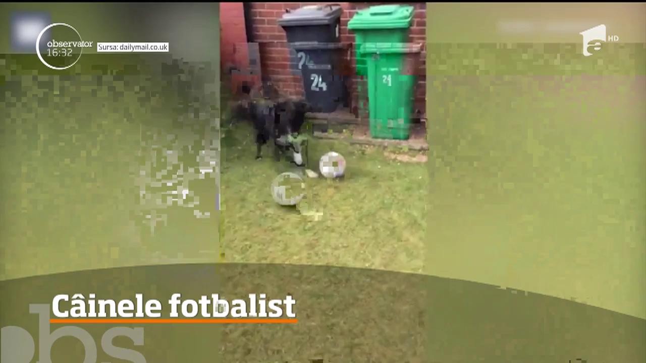 C&acirc;inele pasionat de fotbal