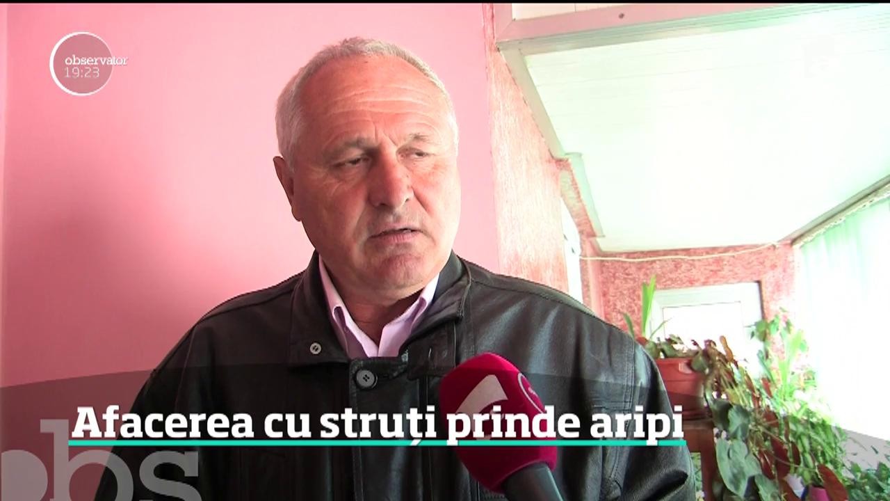 Afacerile cu struţi prind aripi. Fermierii care au pariat pe aceste păsări ies &icirc;n c&acirc;ştig