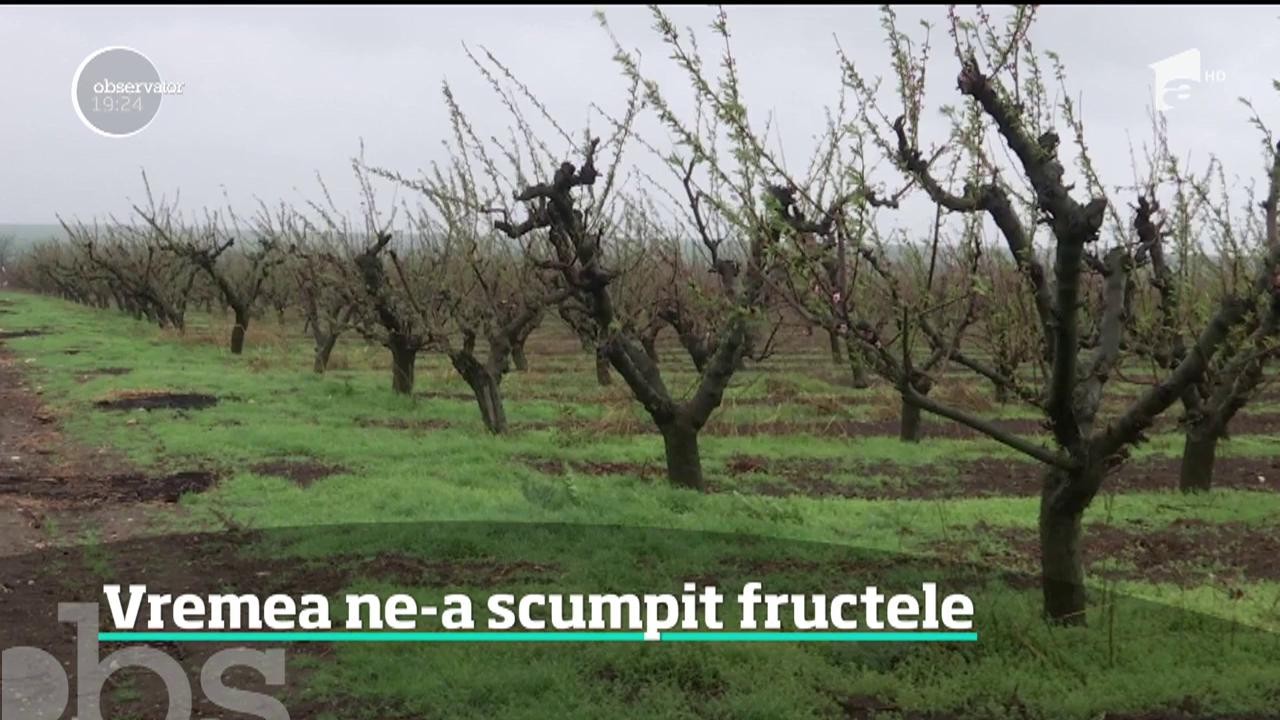 Vremea rece a afectat pomii fructiferi din Rom&acirc;nia