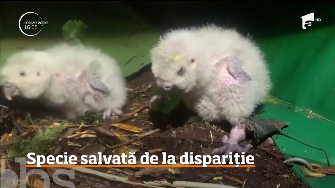 O specie de papagali pe cale de dispariţie a fost salvată &icirc;n Noua Zeelandă