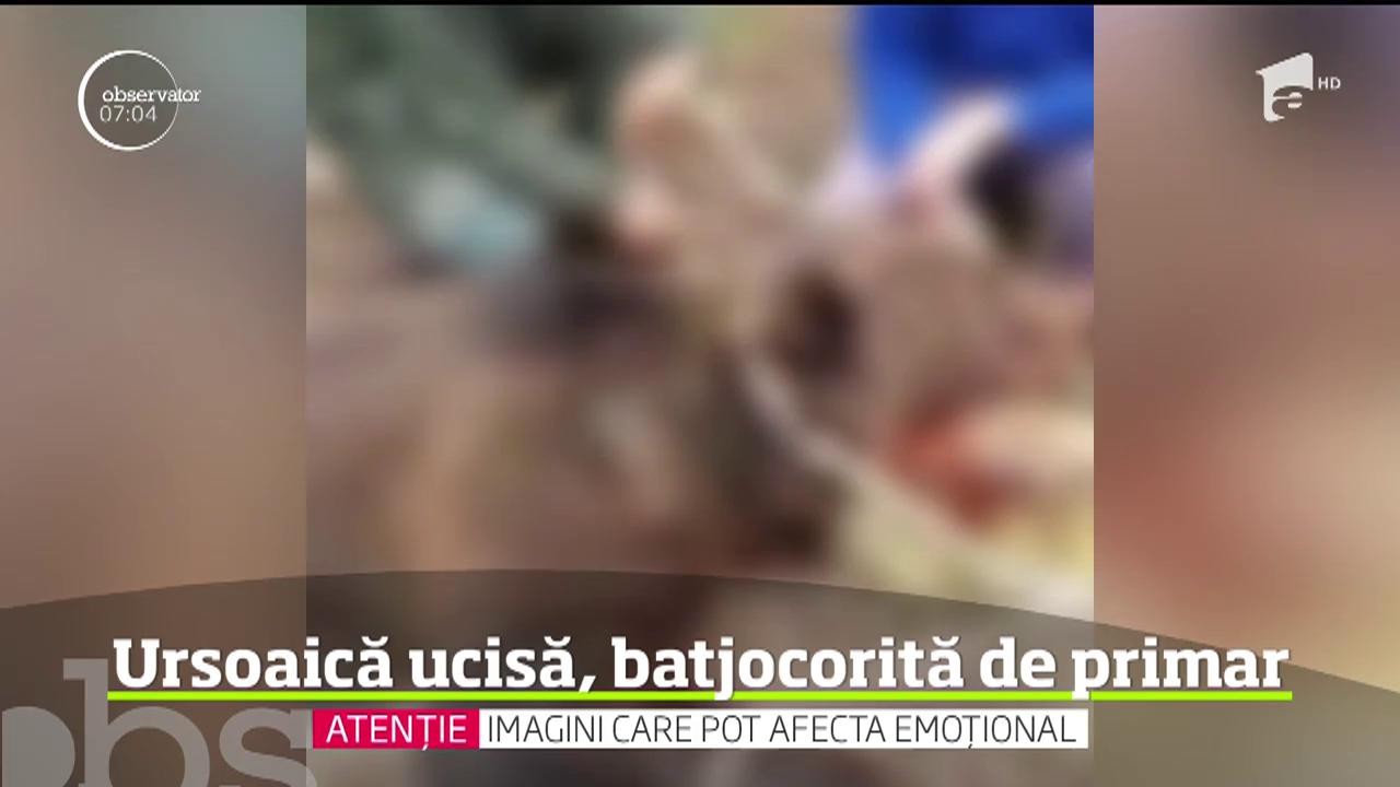 Scene revoltătoare &icirc;ntr-o comună din Buzău. Primarul localităţii s-a filmat &icirc;n timp ce &icirc;şi bătea joc de cadavrul unei ursoaice