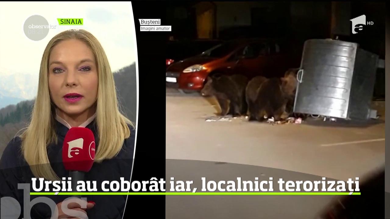 Urșii au cobor&acirc;t &icirc;n Bușteni. Au cobor&acirc;t din pădure şi au dat iama &icirc;n tomberoanele localnicilor