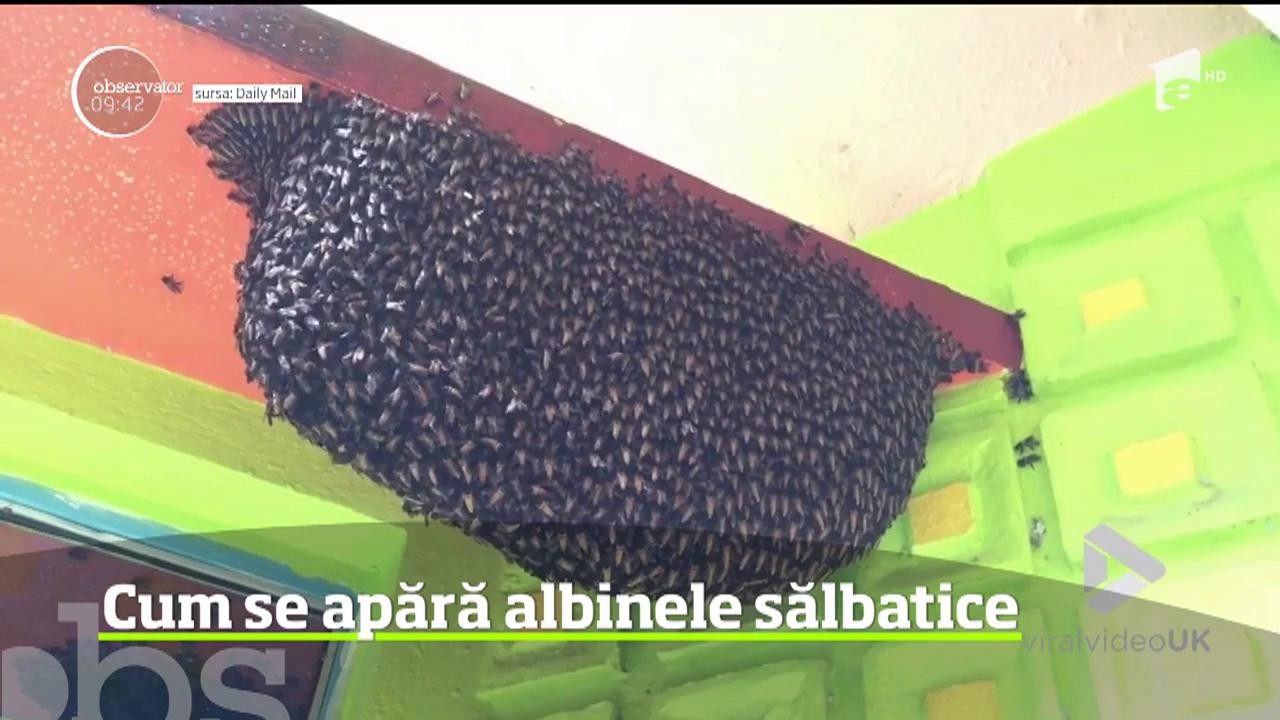 Cum se apără albinele sălbaice. Imaginile au devenit virale pe internet