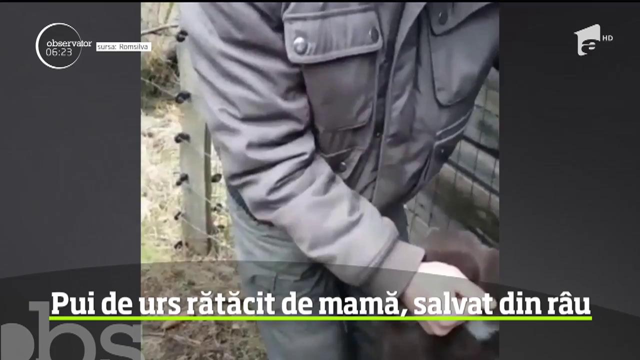 Pui de urs rătăcit de mamă, salvat din r&acirc;u, &icirc;n judeţul Bacău