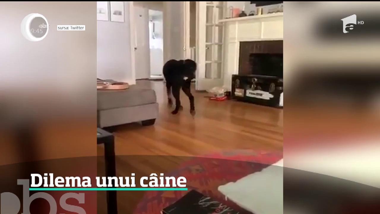 Dilema unui c&acirc;ine. Patrupedul este filmat de stăp&acirc;nă chiar &icirc;n momentul &icirc;n care reuşeşte să &icirc;şi prindă coada