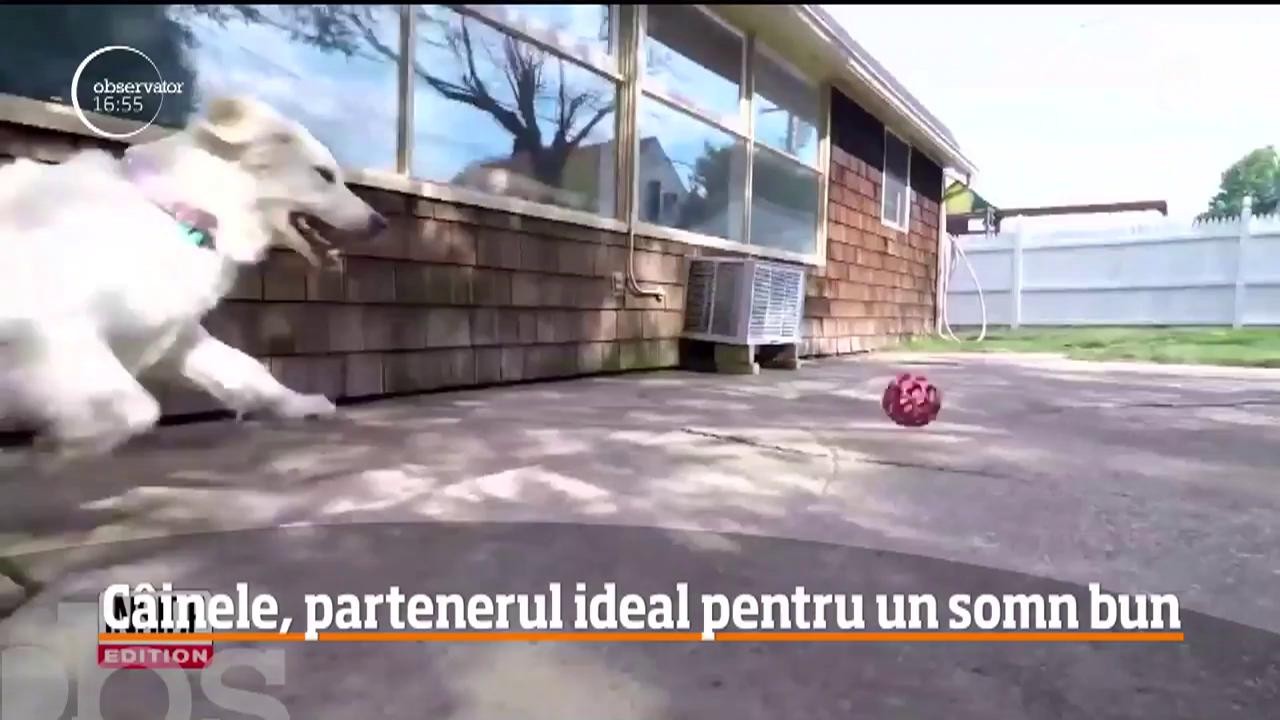 Femeile preferă să doarmă &icirc;n pat cu c&acirc;inele, dec&acirc;t cu partenerul de viaţă