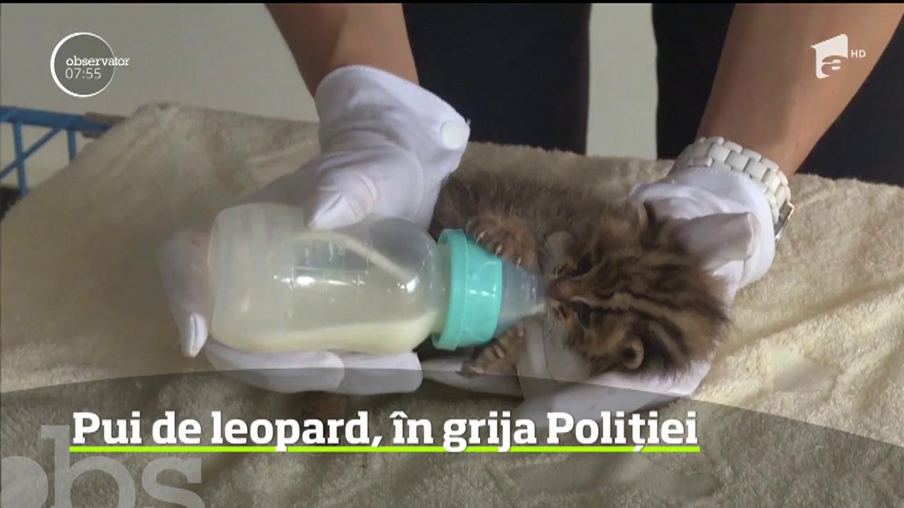 Doi pui de pisică-leopard, o specie sălbatică rară din sud-vestul Chinei, au fost salvaţi de un elev care i-a descoperit &icirc;n timp ce se juca &icirc;n pădure