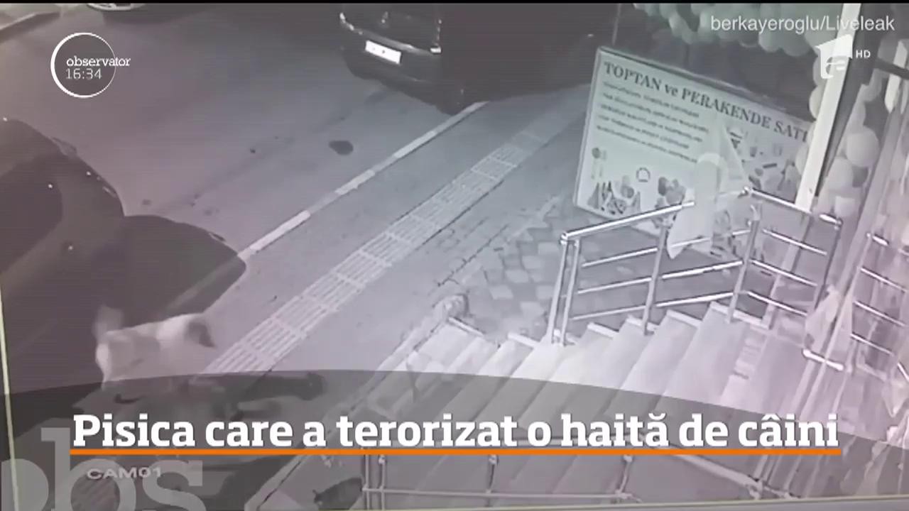 O pisică maidaneză din Turcia a pus pe fugă o haită de c&acirc;ini