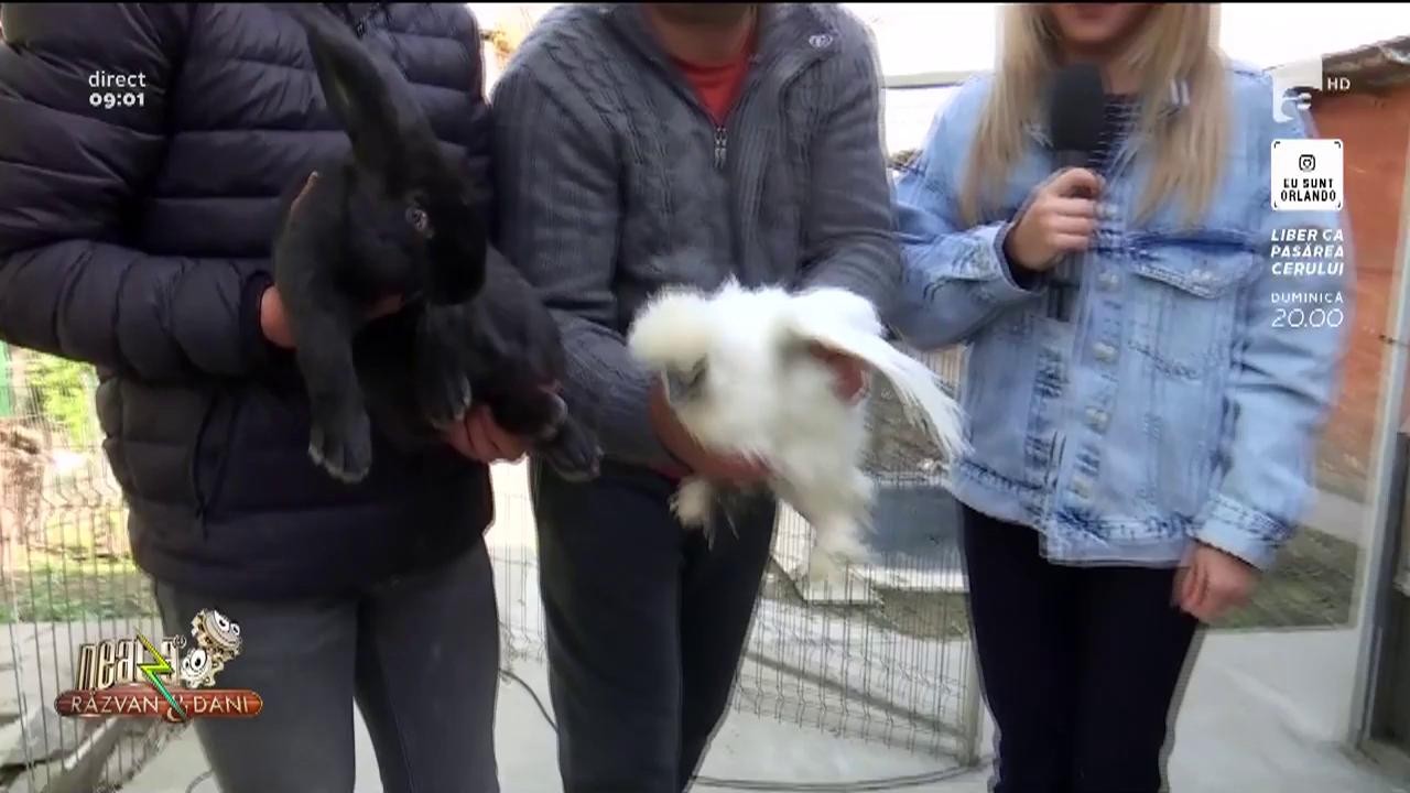 De Paște, nu doar iepurașul aduce cadouri: Găinile din rasa Mătase Japoneză au blănița la fel de fină