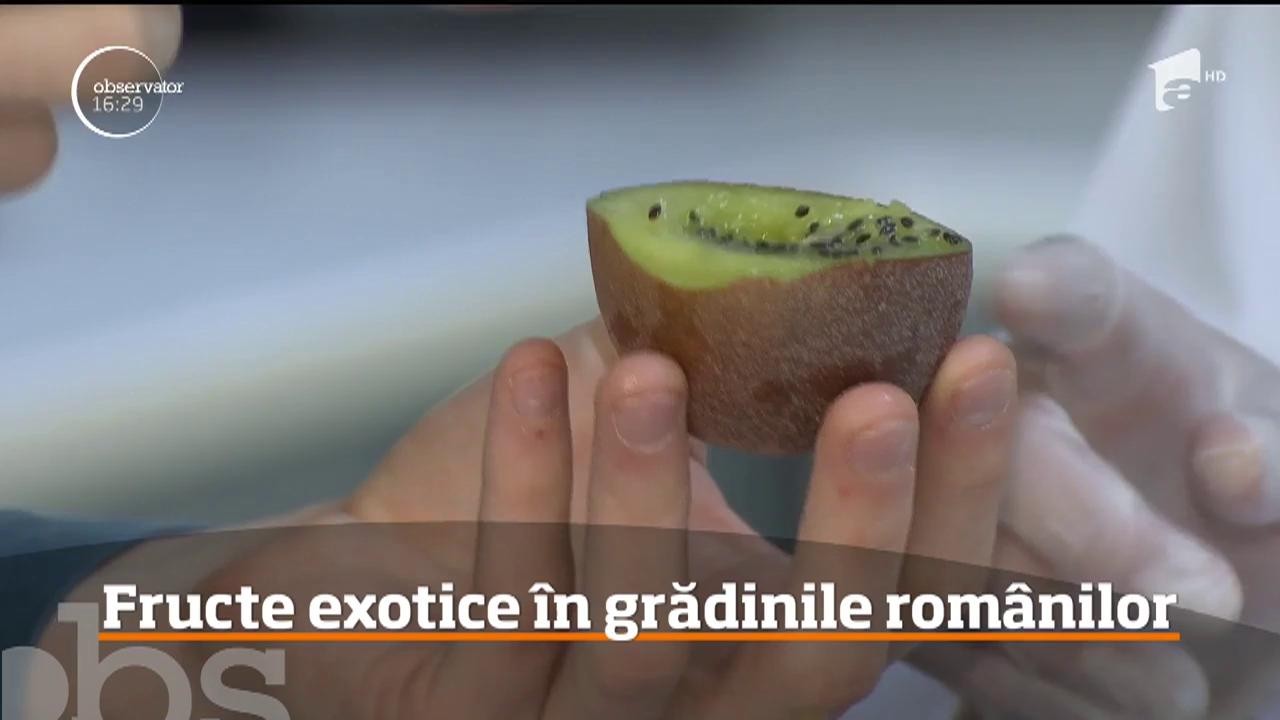 Fructe exotice &icirc;n grădinile rom&acirc;nilor
