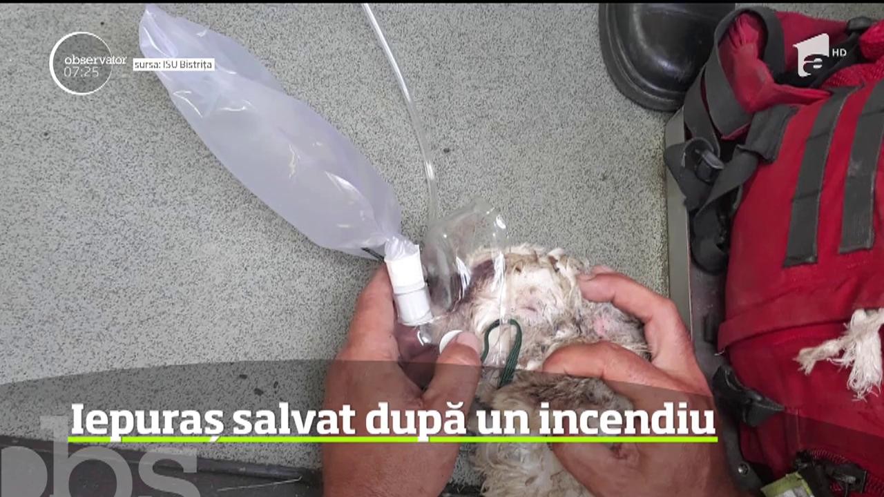 Iepuraș salvat după un incendiu