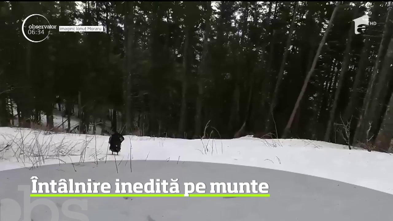 &Icirc;nt&acirc;lnire pe c&acirc;t de neaşteptată, pe at&acirc;t de spectaculoasă &icirc;n Masivul Ceahlău. Un turist a dat nas &icirc;n nas cu un cocoş de munte