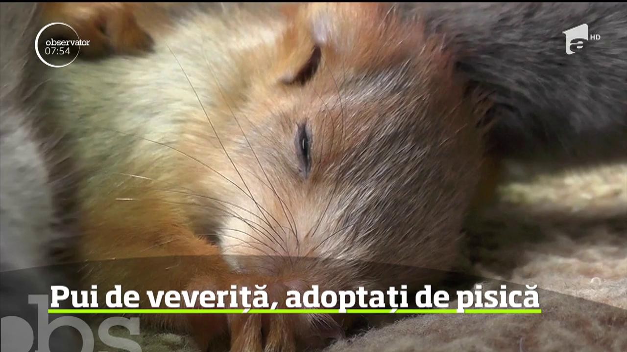 O pisică a adoptat patru veveriţe orfane găsite &icirc;n urmă cu c&acirc;teva săptăm&acirc;ni de localnici