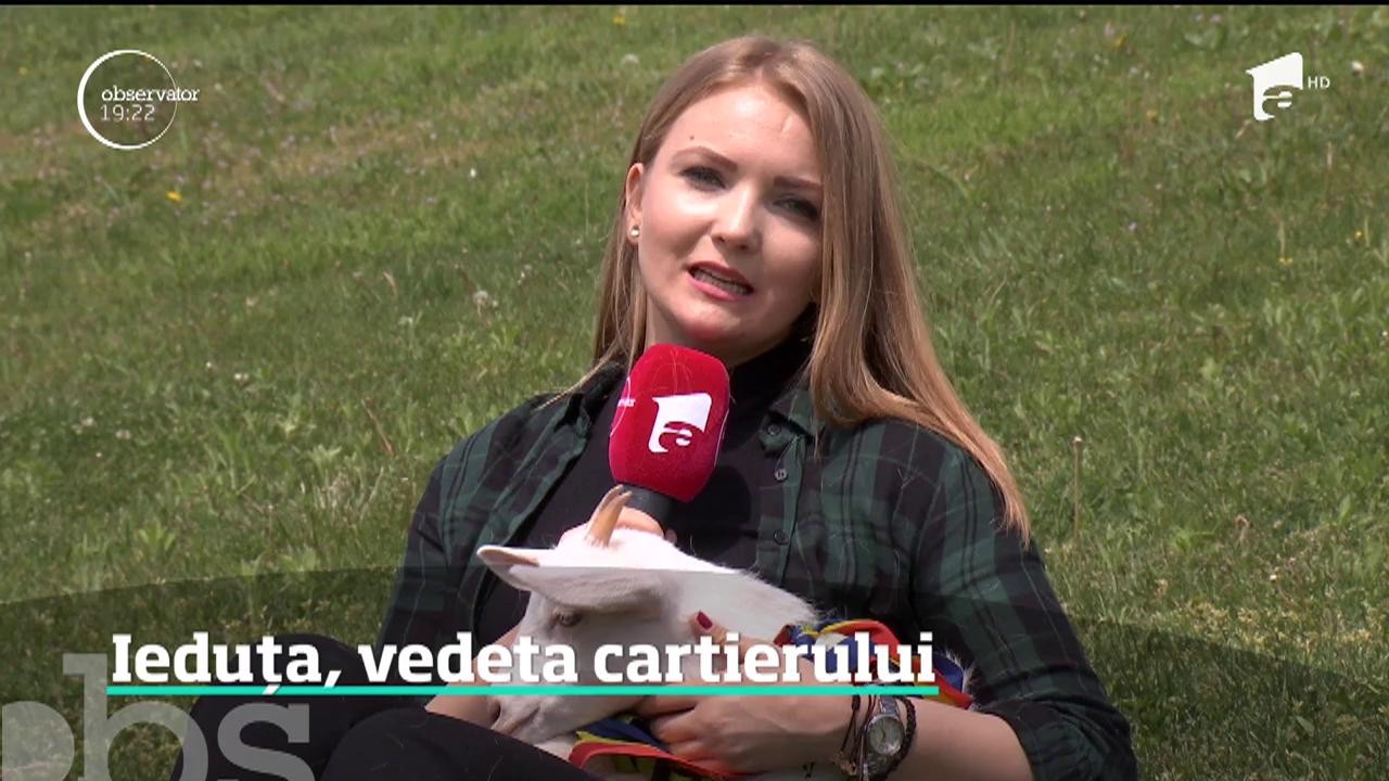 Un pui de capră a devenit vedetă pe internet, dar şi &icirc;n viaţa reală, &icirc;ntr-un cartier din Bucureşti