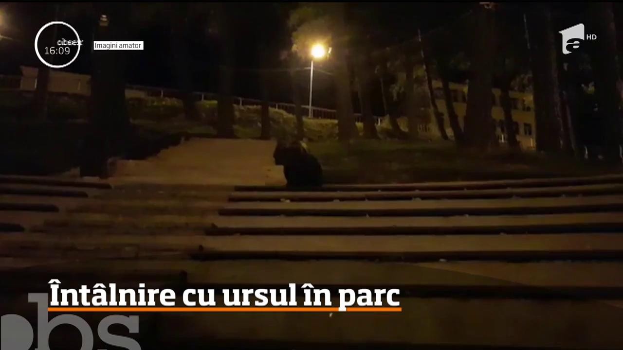 &Icirc;nt&acirc;lnire cu ursul &icirc;n parc. S-a &icirc;nt&acirc;mplat &icirc;n Buşteni