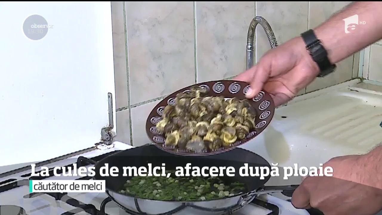 &Icirc;n pădurile din Transilvania e sezonul melcilor. Dellicatesele iau calea exportului, unde nu oricine &icirc;şi permite acest preparat rafinat