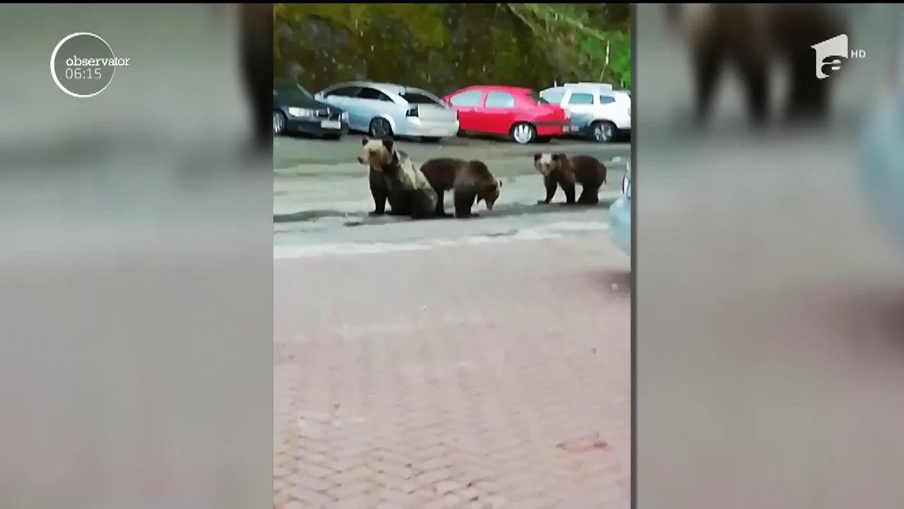 Un hotel din Argeş a avut nişte oaspeţi neaşteptaţi. &Icirc;n goana după hrană, o familie de urşi a ajuns chiar la uşă