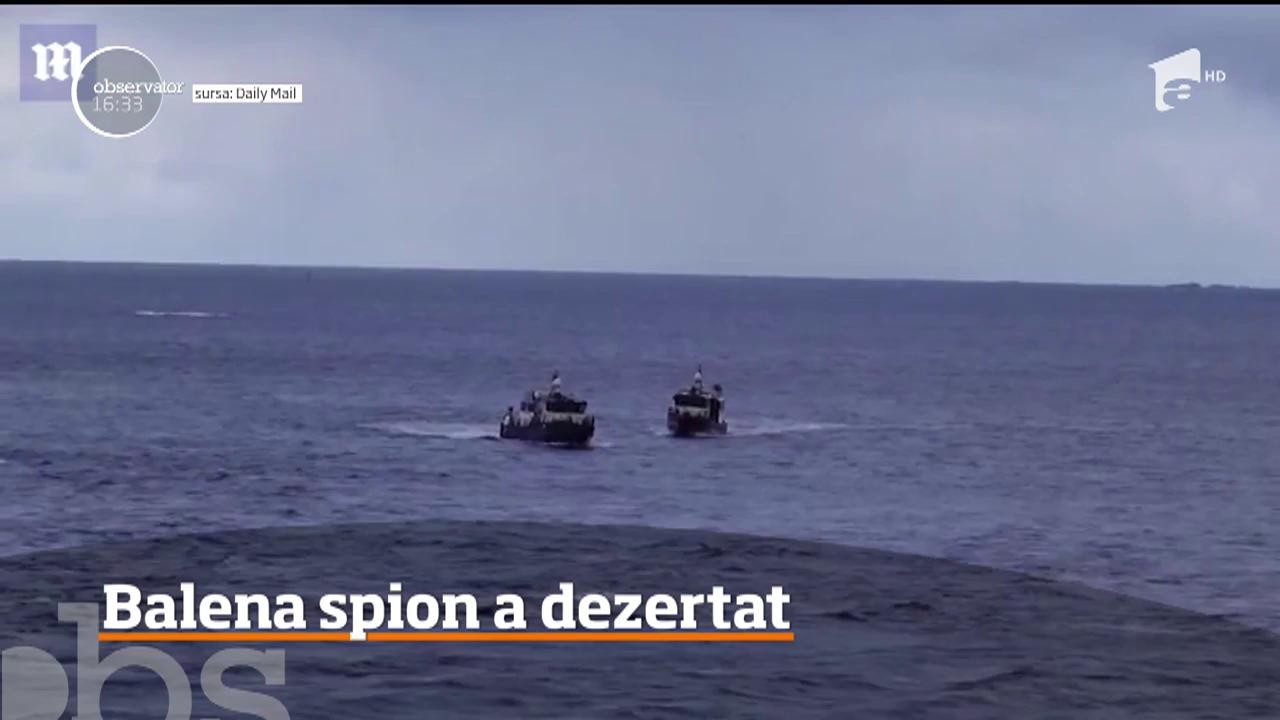 Balena spion care a ajuns din Rusia &icirc;n apele Norvegiei se pare că a dezertat