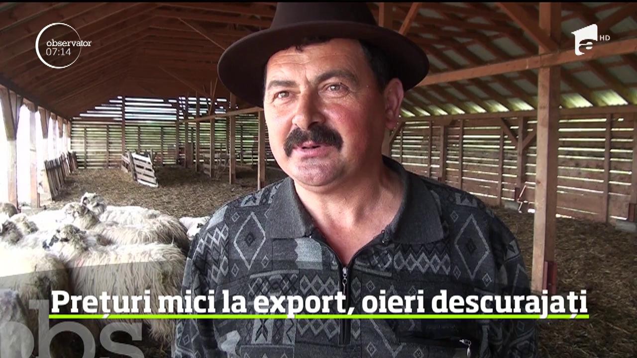 Disperaţi că au rămas cu mulţi miei nev&acirc;nduţi după Paşte, ciobanii &icirc;ncearcă acum să mai reducă din pagube