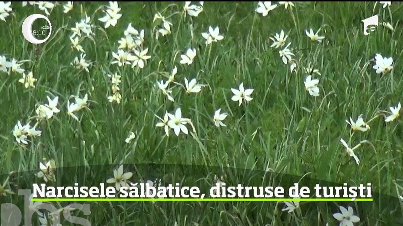 Spectacol de steluţe albe pe un deal din Bistriţa Năsăud! Au &icirc;nflorit narcisele sălbatice