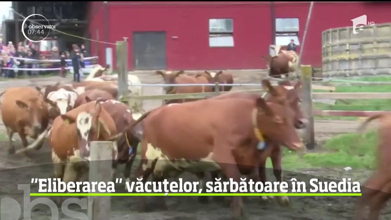 Sărbătoare la o fermă din Suedia! Mii de oameni s-au adunat să vadă prima ieşire a văcuţelor la păşunat