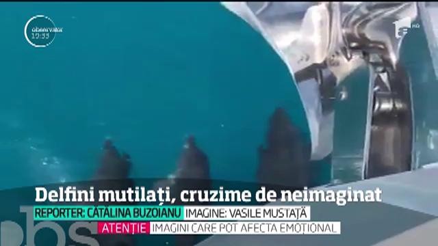 Zeci de delfini mor &icirc;n fiecare an &icirc;n plasele braconierilor