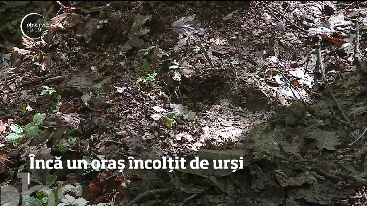 T&acirc;rgu-Mureș, invadat de urși
