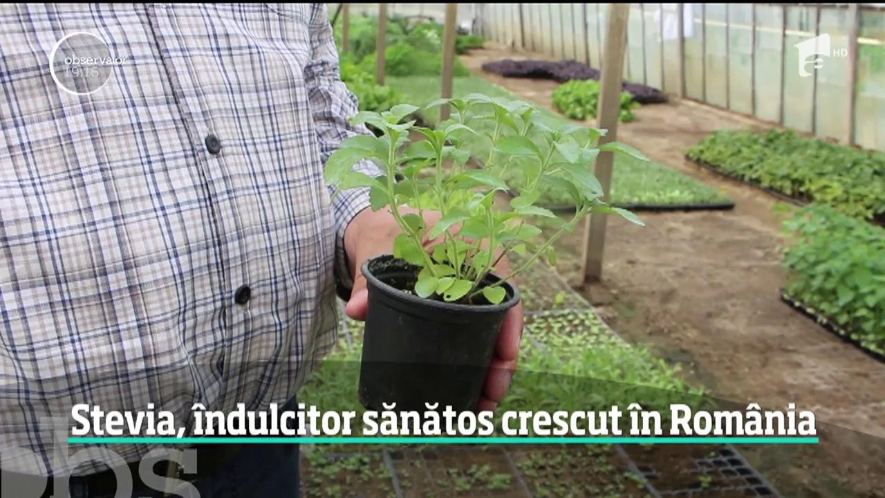 Stevia, &icirc;ndulcitor sănătos crescut &icirc;n Rom&acirc;nia