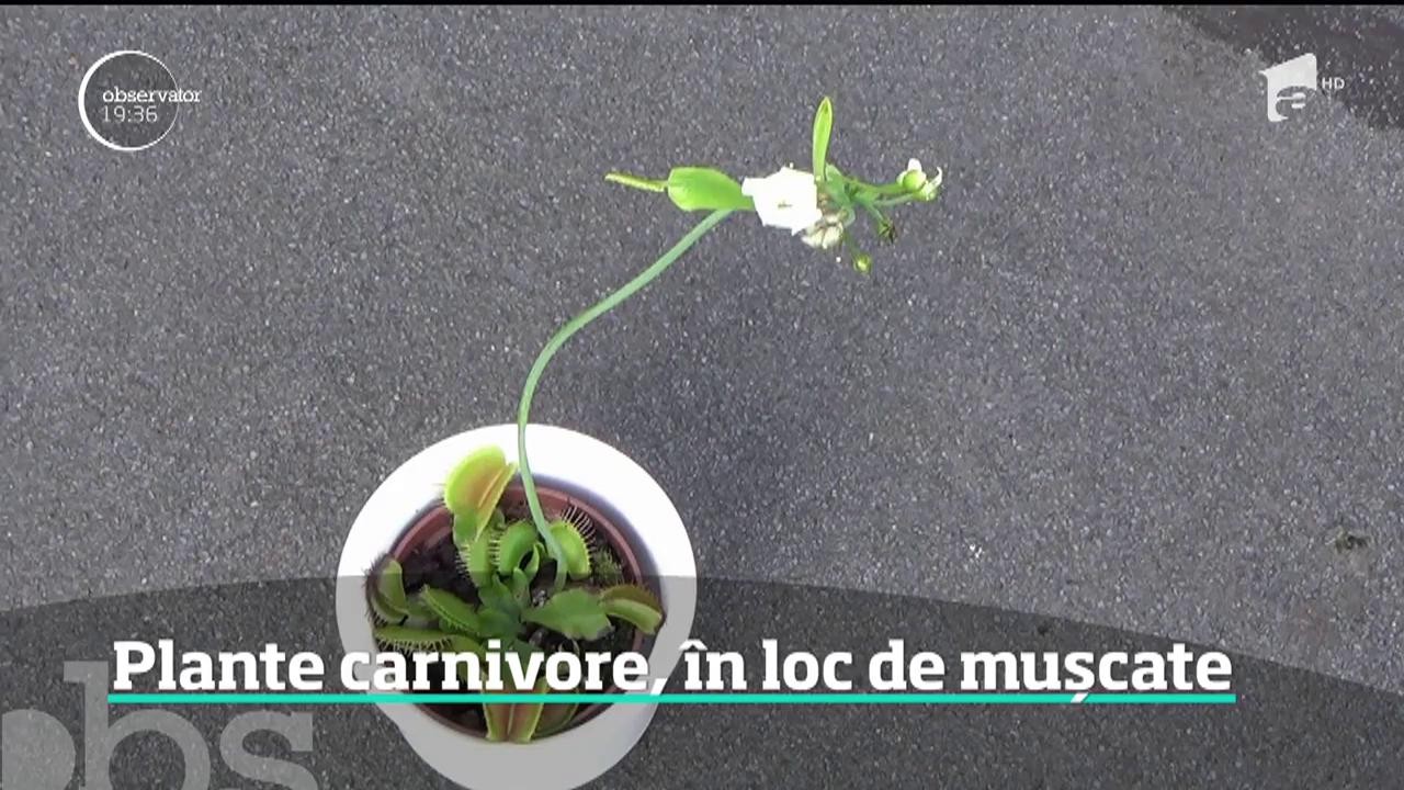 Printre rom&acirc;ni circulă un nou trend. Tot mai mulţi cumpără şi cresc plante carnivore &icirc;n propriile locuinţe