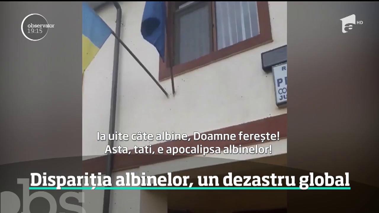 Albinele au &icirc;ngheţat &icirc;n stupi şi riscă să moară! Este semnalul de alarmă tras de apicultori, odată cu valul de frig care a cuprins Rom&acirc;nia