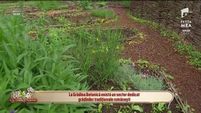 Oază de liniște și sănătate la Grădina Botanică din București! Aici găsești sectorul dedicat grădinilor tradiționale rom&acirc;nești