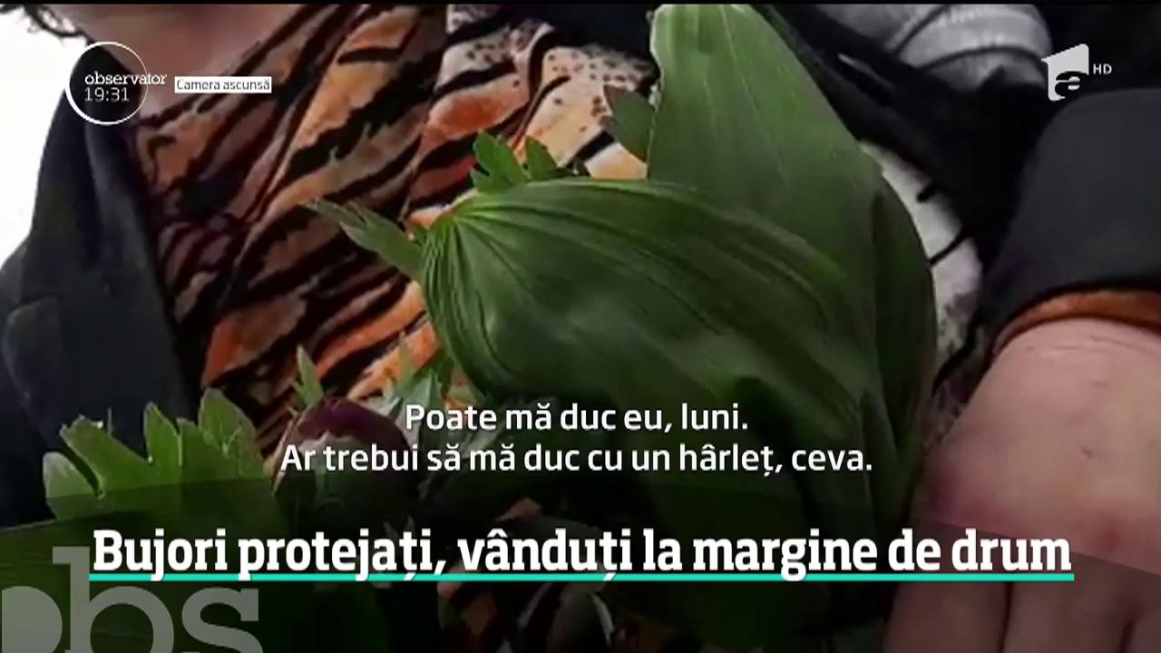 Bujorul rom&acirc;nesc, o specie protejată, care creşte doar &icirc;n c&acirc;teva rezervaţii, este v&acirc;ndut pe marginea străzii, &icirc;n Tulcea