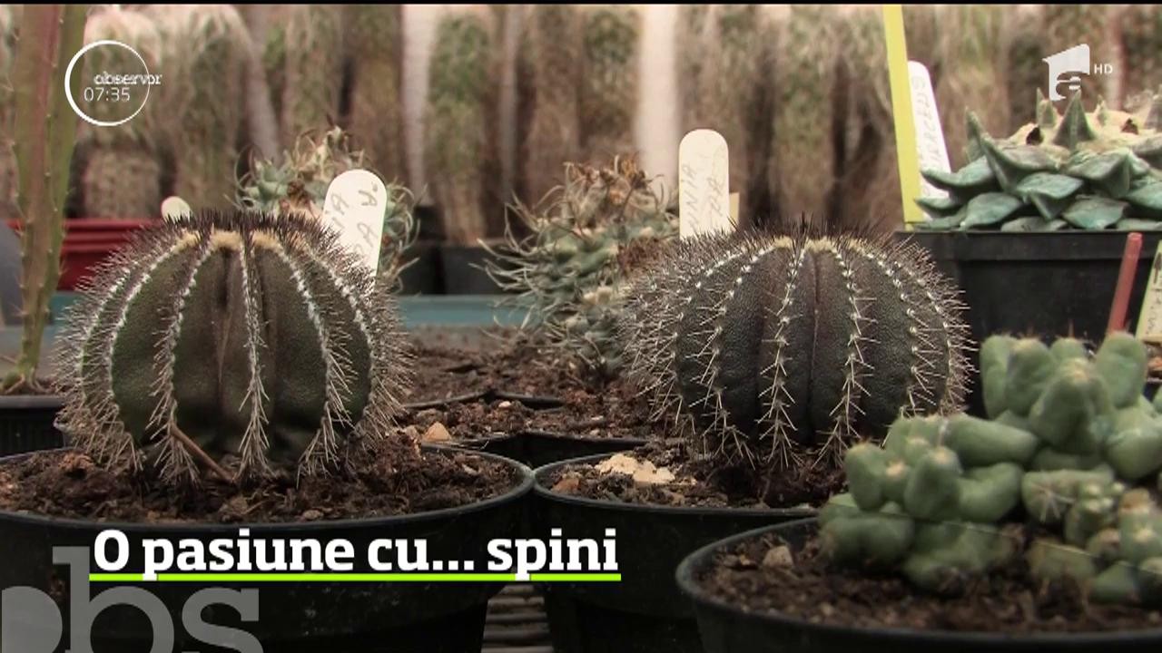 O pasiune adevărată necesită răbdare, &icirc;nţelegere şi, uneori, timp. Iar dacă eşti &icirc;ndrăgostit de florile de cactus, aşteptarea e lungă