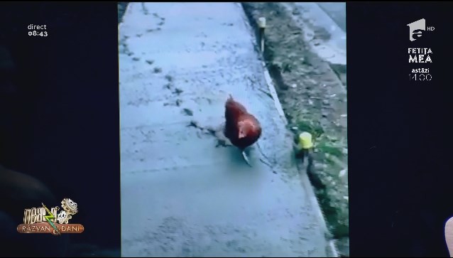 Smiley News. Muncitorii leneși și găina care se joacă &icirc;n ciment