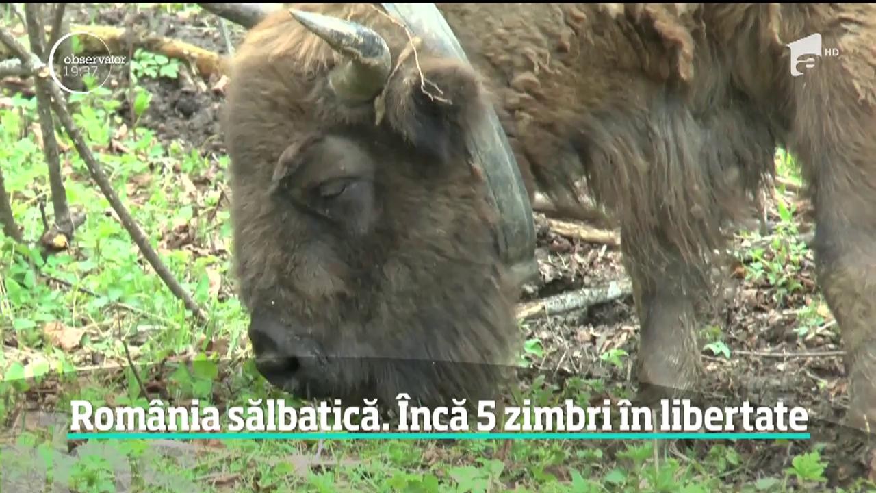 Cinci zimbri au fost eliberaţi &icirc;n pădurile de l&acirc;ngă Parcul Natural V&acirc;nători-Neamţ