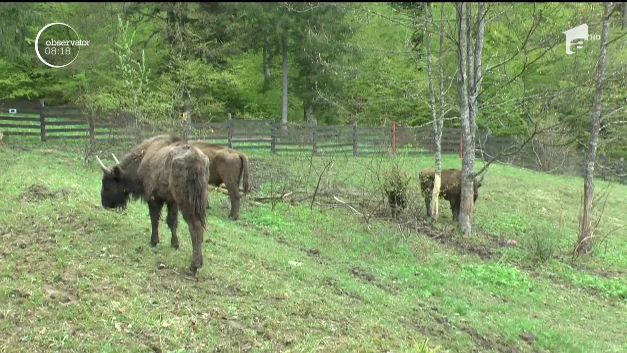 Parcul Natural V&acirc;nători din Neamţ are &icirc;ncă cinci locuitori noi. Este vorba de o familie de zimbri care au fost eliberaţi &icirc;n pădurile din zonă