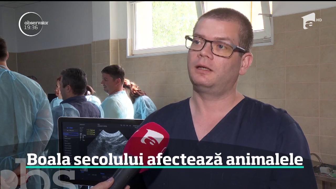 Boala secolului nu afectează doar oamenii, ci şi animalele. O pisică din cinci şi unul din trei c&acirc;ini suferă de cancer