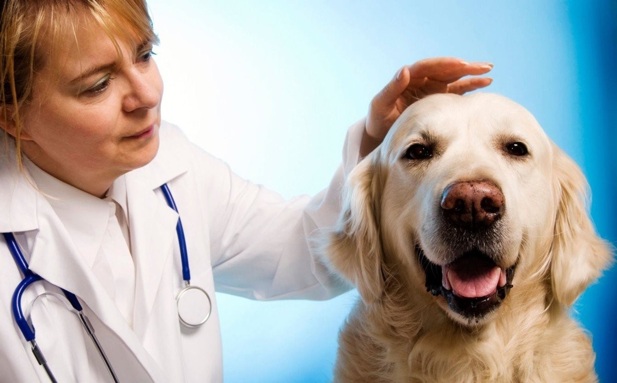 Какие животные лечат. Собака врач. Ветеринарная терапия. Зоопсихолог ветеринар.