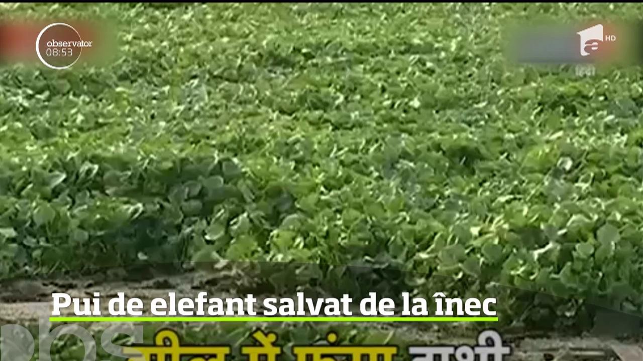 Un pui de elefant a fost salvat de la &icirc;nec. Acesta trecea peste calea ferată alături de mamă c&acirc;nd a căzut &icirc;ntr-un lac acoperit de zambile de apă
