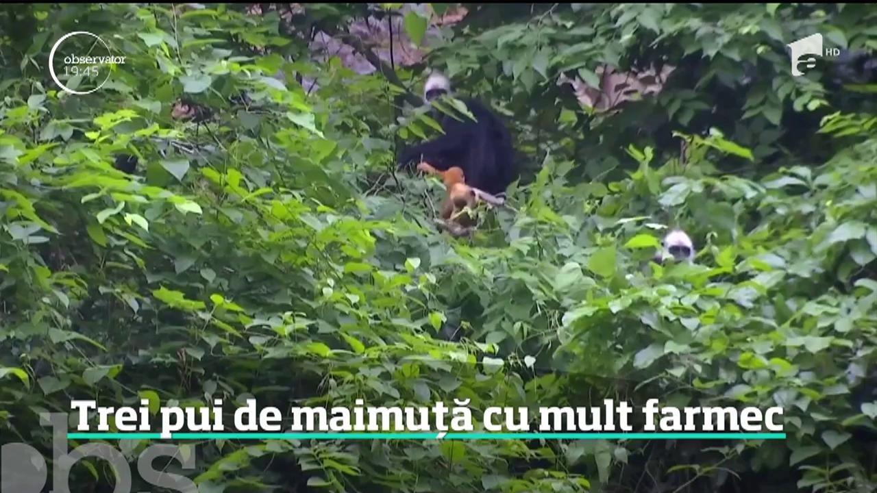 Trei pui de maimuţă &icirc;nc&acirc;ntători topesc inimile vizitatorilor unei rezervaţii naturale din China