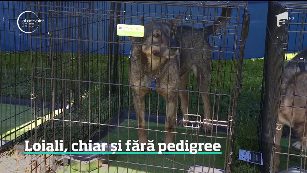 Asociaţia pentru Protecţia Animalelor, mesaj pentru oameni: Chiar şi fără Pedigree, animalele de companie sunt la fel de iubitoare şi loiale