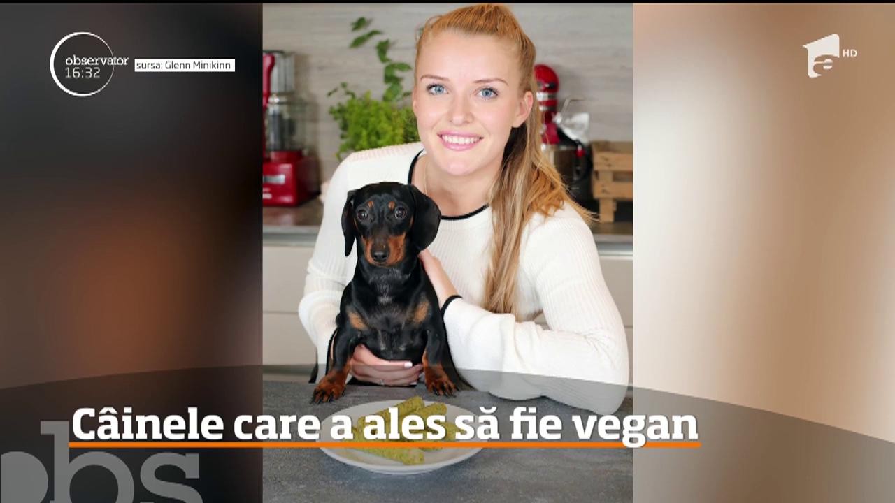 C&acirc;inele care a ales să devină vegan